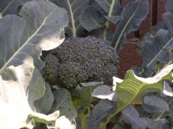 A second head of broccoli.