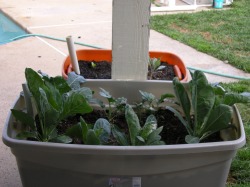 Self-watering Containers-Broccoli and Cauliflower