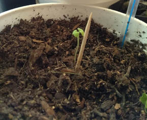 picture of mustard greens seedling planted in soil