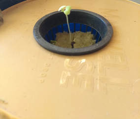 picture of mustard greens seedling in recycled coffee container